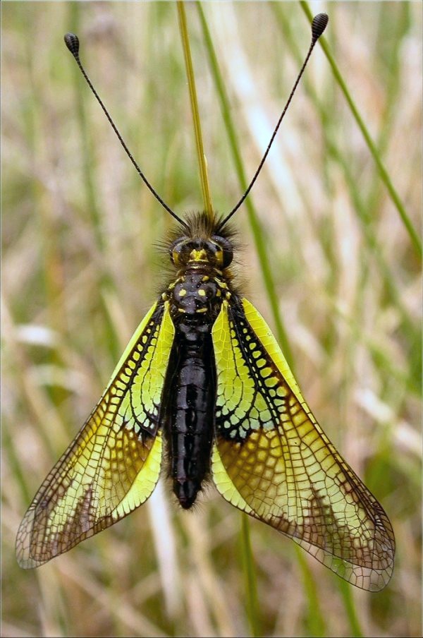 Libelloides baeticus (Planipennia, Ascalaphidae)